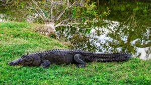 Decoding Florida’s Compulsory Education Landscape: Beyond Mere Absences