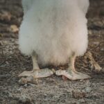 Deconstructing the Pedagogical Blueprint: A Deep Dive into Lemuel Plummer Education