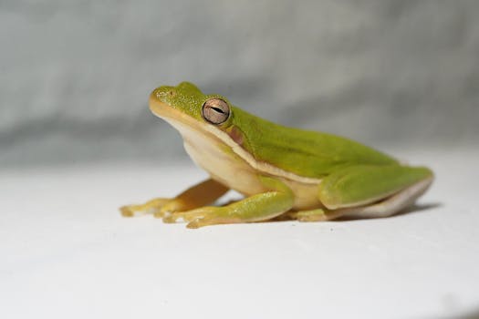 Common Law Marriage RI: Navigating the Unconventional Path to Marital Status